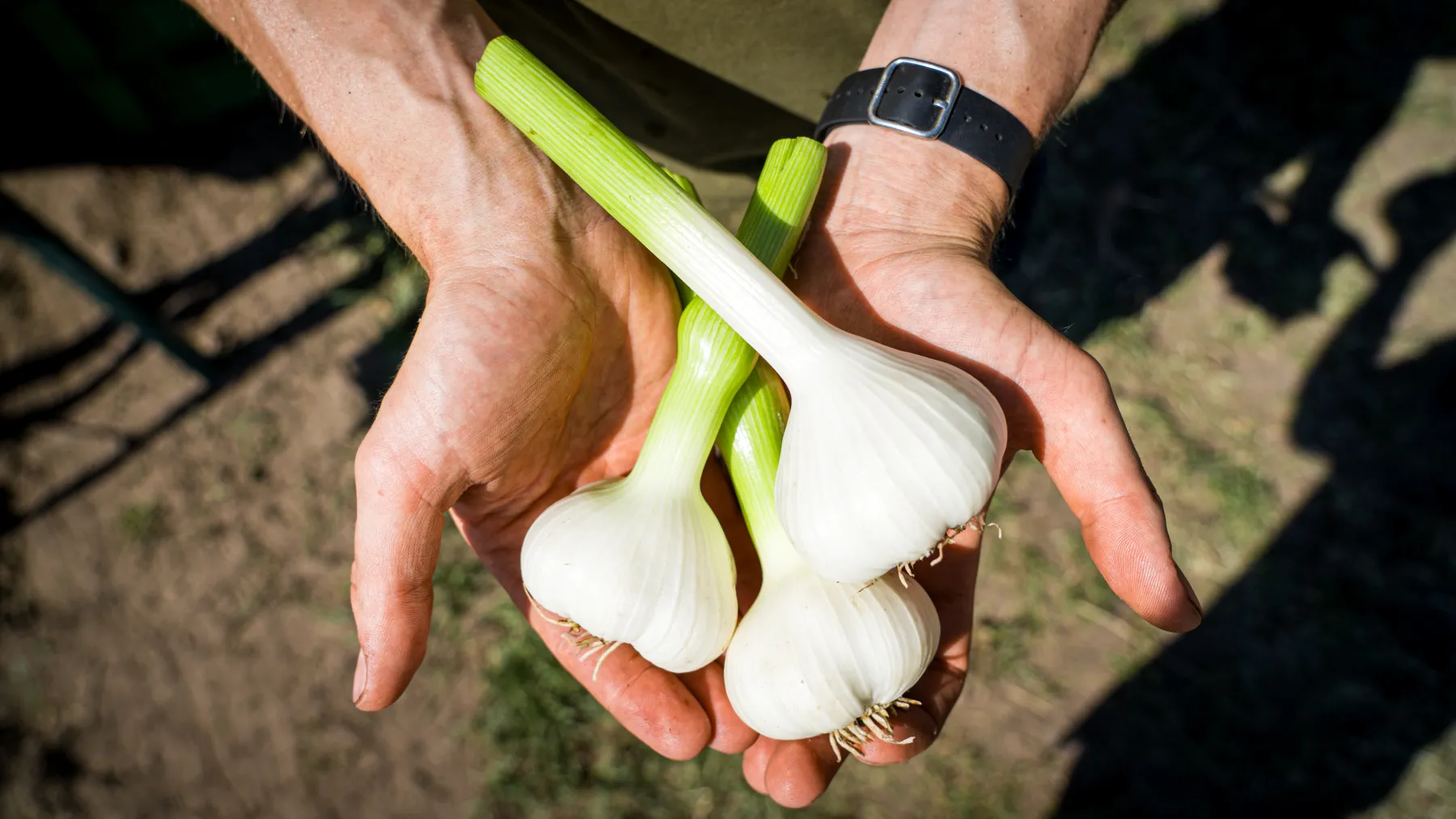 Frisch geernteter Knoblauch