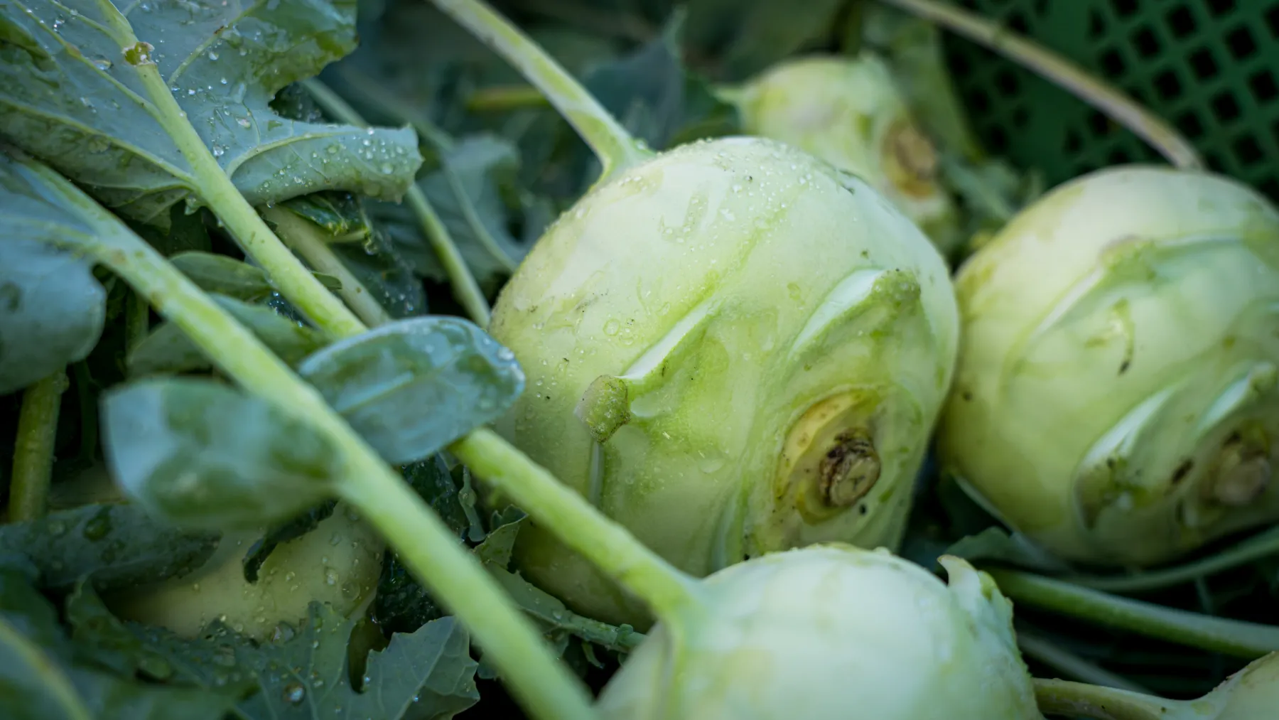 Frischer Kohlrabi in der Kiste