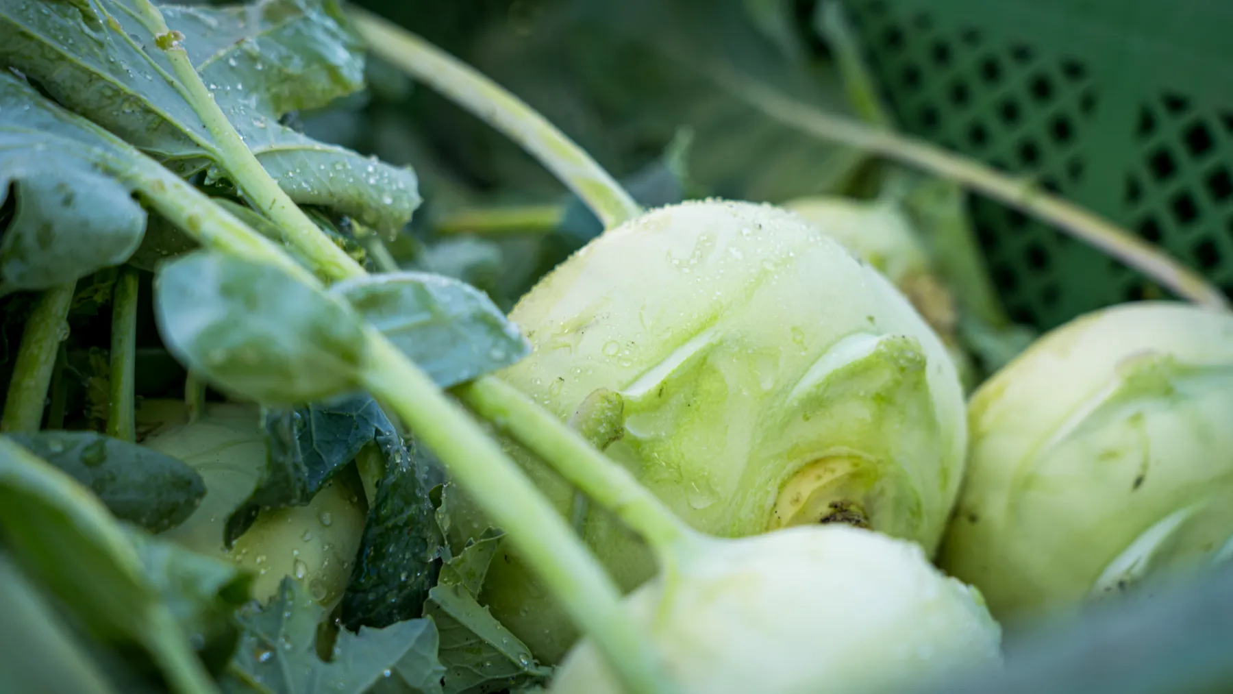 Frischer Kohlrabi aus dem Beet